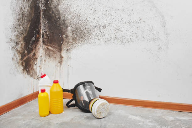 Trusted Eatonville, FL Mold Removal Experts