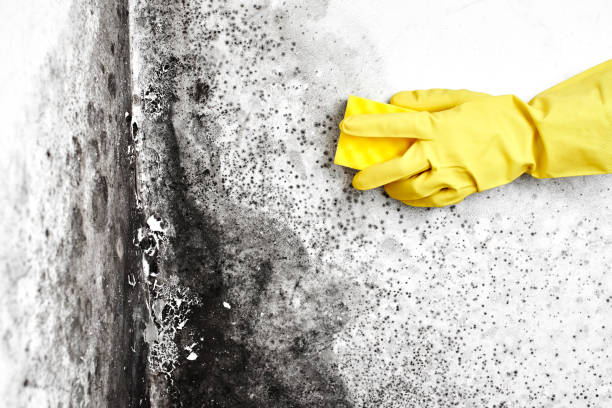 Certified Mold Removal in Eatonville, FL