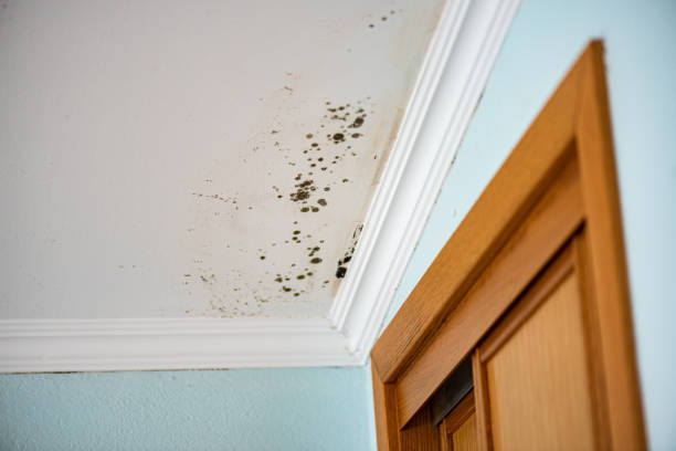 Best Mold Damage Repair  in Eatonville, FL