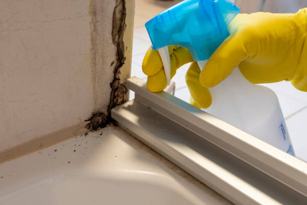 Crawl Space Mold Removal