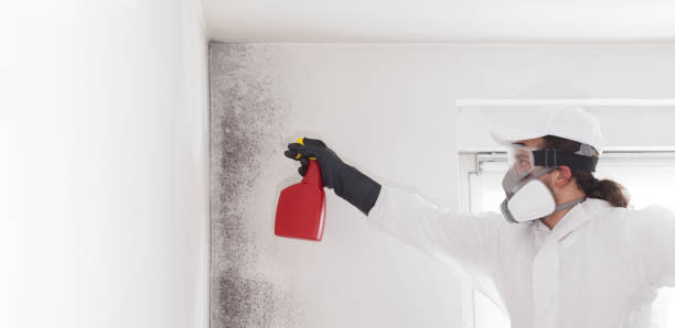 Best Certified Mold Removal  in Eatonville, FL