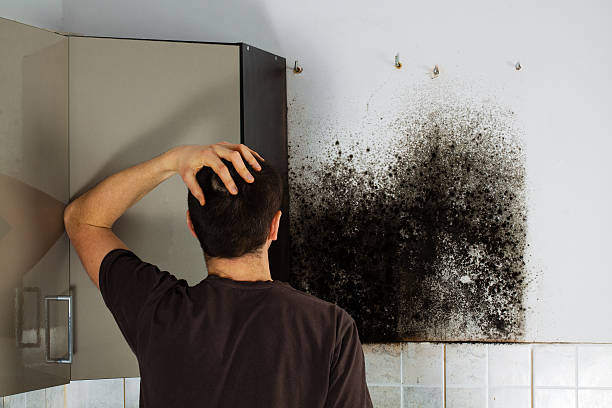 Best Mold Damage Repair  in Eatonville, FL